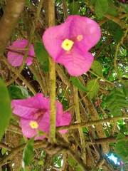 Bougainvillea