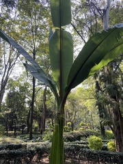 Ensete
