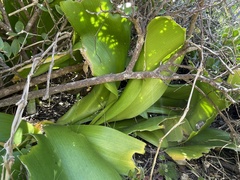 Haemanthus coccineus