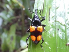 Cactophagus rubrovariegatus