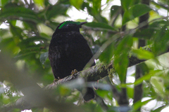 Philepitta castanea