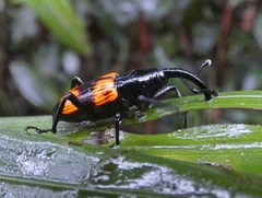 Cactophagus rubrovariegatus