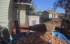 Haemorhous mexicanus