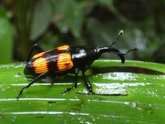 Cactophagus rubrovariegatus