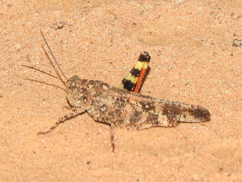 Ridgeback Sand Grasshopper