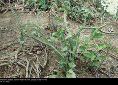 Cissus quadrangularis