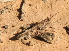 Spharagemon cristatum