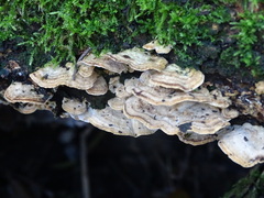 Stereum subtomentosum