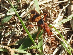 Compsocryptus texensis