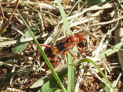 Compsocryptus texensis