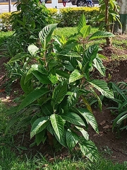 Iochroma arborescens