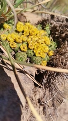 Euphorbia flanaganii