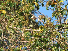 Andropadus importunus