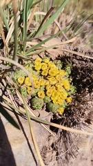 Euphorbia flanaganii