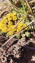 Euphorbia flanaganii