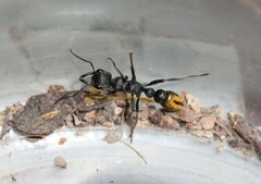 Myrmecia gilberti
