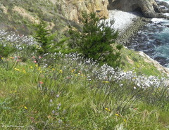 Libertia chilensis
