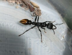 Myrmecia gilberti