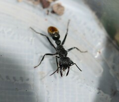 Myrmecia gilberti