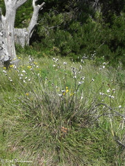 Libertia chilensis