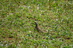 Acanthocercus ugandaensis