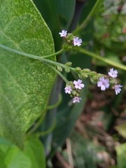 Verbena litoralis
