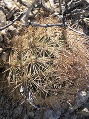 Echinomastus warnockii