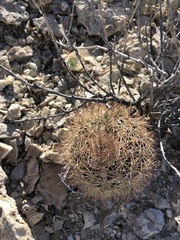 Echinomastus warnockii