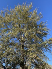 Dendrolycopodium hickeyi