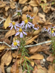 Ionactis linariifolia