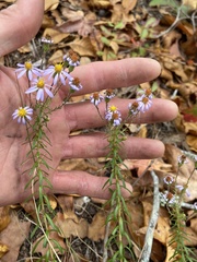 Ionactis linariifolia