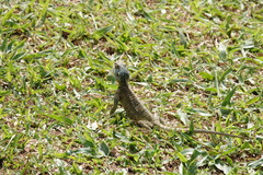 Acanthocercus ugandaensis