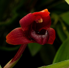 Maxillaria procurrens