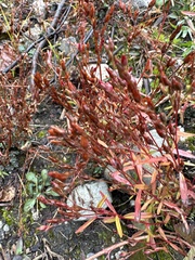 Hypericum gentianoides