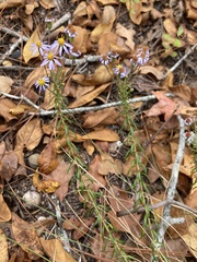 Ionactis linariifolia