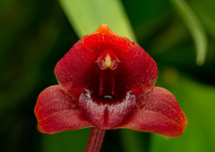 Maxillaria procurrens