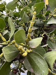 Phoradendron macrophyllum