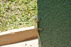 Acanthocercus ugandaensis