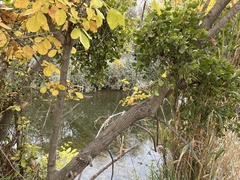 Phoradendron macrophyllum