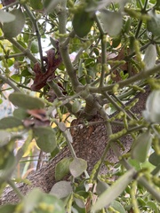 Phoradendron macrophyllum