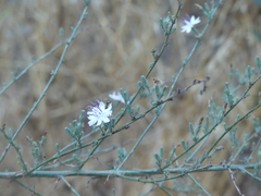 Stephanomeria virgata