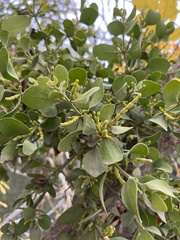 Phoradendron macrophyllum