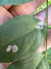 Chrysaster ostensackenella