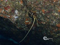 Palinurus elephas