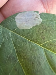 Chrysaster ostensackenella