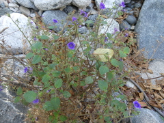 Phacelia viscida