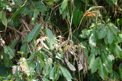 Spermestes cucullata