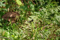 Spermestes cucullata