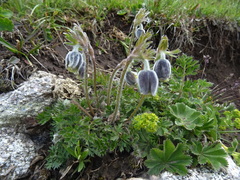 Pulsatilla campanella