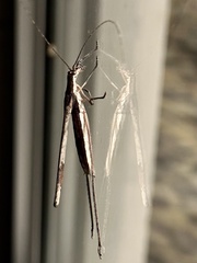 Zaprochilus australis